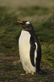 Image. Gentoo Penguin