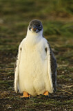 Image. Gentoo Penguin