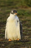 Image. Gentoo Penguin