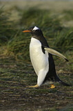 Image. Gentoo Penguin
