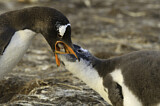 Image. Gentoo Penguin