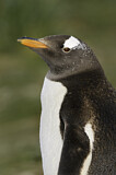 Image. Gentoo Penguin