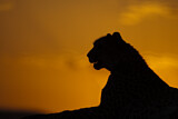 Image. Gepard