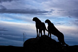 Image. Gepard
