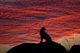 Image. Gepard