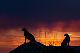 Image. Gepard