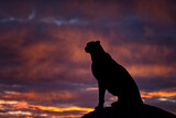 Image. Gepard