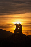 Image. Gepard