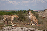 Image. Gepard