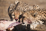 Image. Gepard