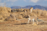 Image. Gepard