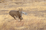Image. Gepard