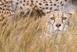 Image. Gepard