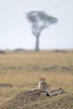 Image. Gepard