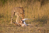Image. Gepard