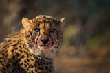 Image. Gepard