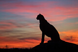 Image. Gepard