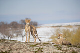 Image. Gepard
