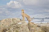 Image. Gepard