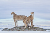 Image. Gepard