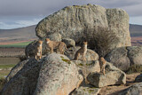 Image. Gepard