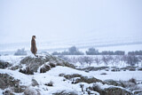 Image. Gepard