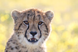 Image. Gepard