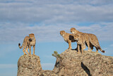 Image. Gepard