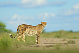 Image. Gepard
