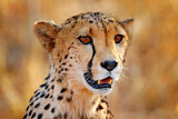 Image. Gepard