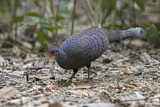 Image. Germain's Peacock-Pheasant