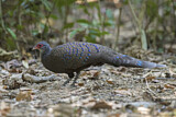 Image. Germain's Peacock-Pheasant