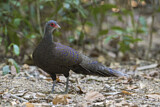 Image. Germain's Peacock-Pheasant