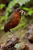 Image. Giant Antpitta