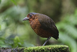 Image. Giant Antpitta