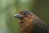 Image. Giant Antpitta
