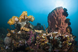 Image. Giant Barrel Sponge