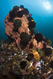 Image. Giant Barrel Sponge