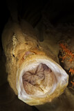 Image. Giant Frogfish