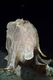 Image. Giant Frogfish