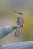 Image. Giant Hummingbird