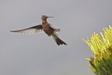 Image. Giant Hummingbird