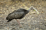 Image. Giant Ibis