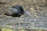 Image. Giant Ibis