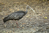 Image. Giant Ibis