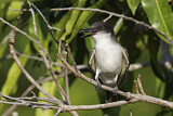 Image. Giant Kingbird