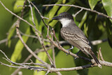 Image. Giant Kingbird