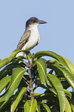 Image. Giant Kingbird