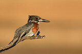 Image. Giant Kingfisher