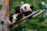 Image. Giant Panda